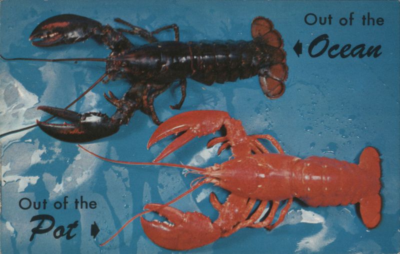 Out of the Ocean and Out of the Pot Lobsters Marblehead Massachusetts