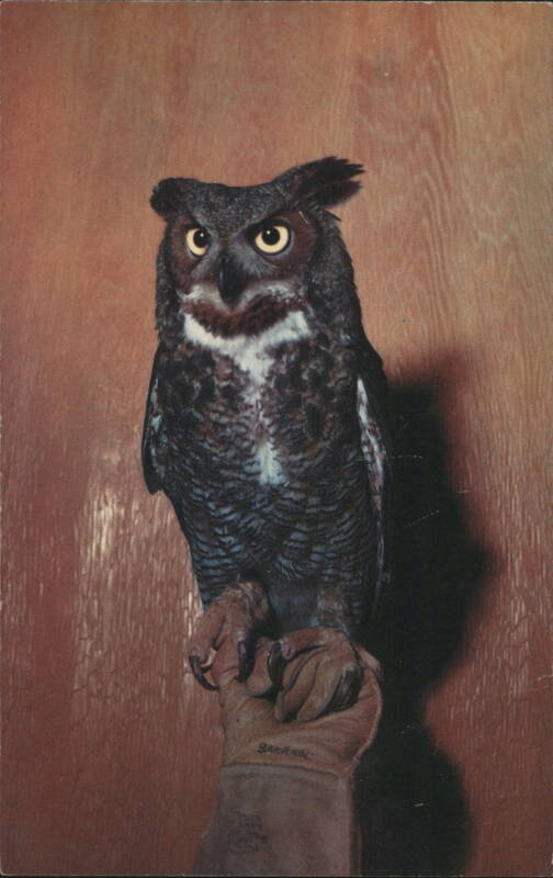 Spooky the Great Horned Owl, Museum of Science Boston Massachusetts