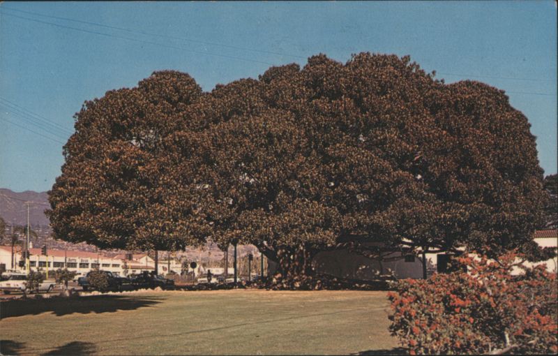 Moreton Bay Fig Tree, Largest in the United States Santa Barbara California