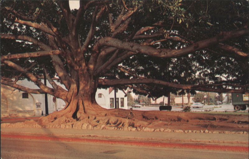 Moreton Bay Fig Tree (Ficus Macrophylla) Santa Barbara California