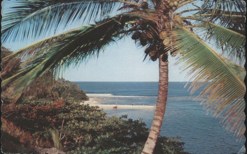 Tropical Splendor, Coconut Palm and Coastline Barbados