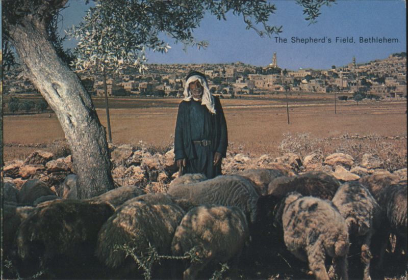 The Shepherd's Field with Shepherd and Sheep Bethlehem Palestine