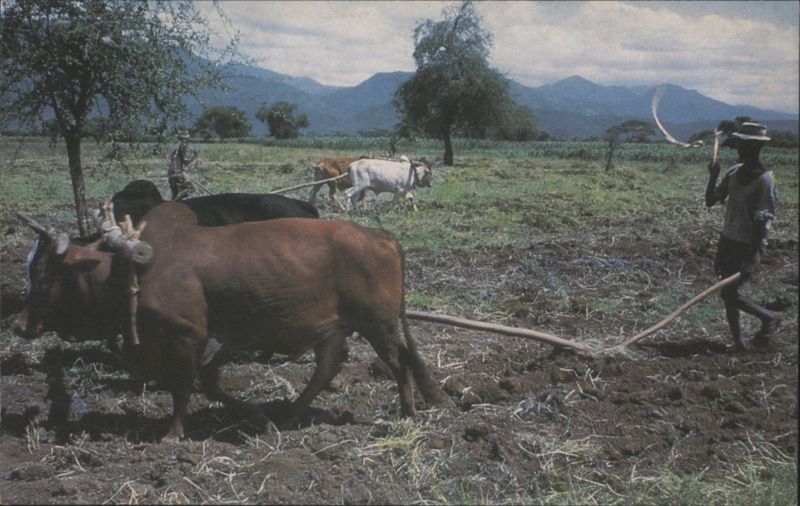 Farmer Plowing Fields with Oxen in Ethiopia Africa