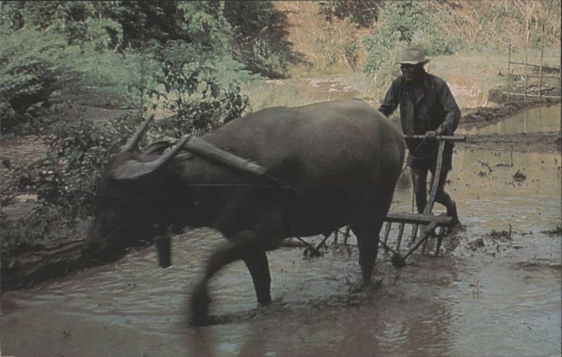 Farmer Using Water Buffalo to Plow Fields Thailand