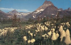 Bear Grass and Mt. Wilbur Postcard