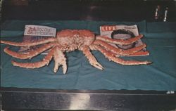 22 Pound King Crab, 48 Inches Across Postcard