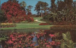 Cypress Gardens Tropical Wonderland on Lake Eloise Postcard
