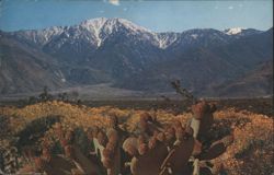Desert Wildflowers and Snow Capped Peaks Postcard