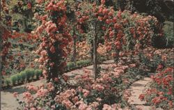 Rose Pergola, The Butchart Gardens Postcard
