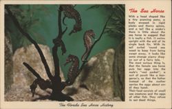 The Florida Sea Horse History, Marine Studios Postcard