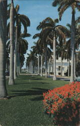 Avenue of Magnificent Royal Palms Postcard