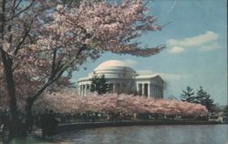 Jefferson Memorial and Cherry Blossoms in Bloom Postcard
