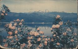 Rhododendrons and Hood Canal with Olympic Mountains Postcard