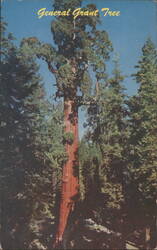 General Grant Tree, The Nation's Christmas Tree Postcard