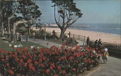 Bed of Colorful Cannas in Palisades Park Postcard