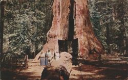 Pioneer's Cabin Giant Sequoia, Calaveras Big Trees Postcard