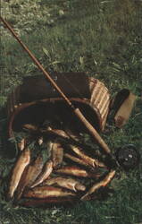 Catch of Golden Trout with Fishing Rod and Creel Postcard