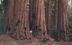 House Group, Congress Grove, Sequoia National Park Postcard