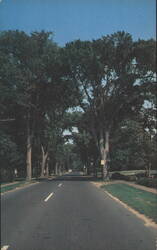 Famous Elms of Yarmouthport, Cape Cod Postcard
