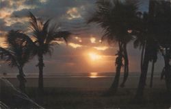 Golden Sunrise Framed by Palm Trees, South Florida Coast Postcard
