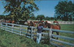 Thoroughbred Horses at a Blue Grass Farm Postcard