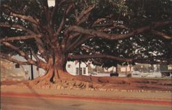 Moreton Bay Fig Tree (Ficus Macrophylla) Postcard