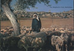 The Shepherd's Field with Shepherd and Sheep Postcard