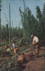 Traditional Hop Picking Scene in Kent Postcard