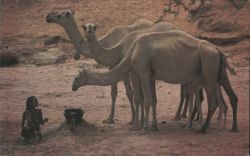 Nomadic People and Milking Camels in Kenya Postcard