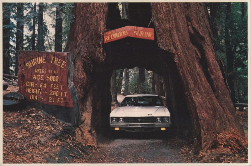 Shrine Drive-Thru Tree, Avenue of the Giants Myers Flat California