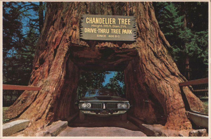 Chandelier Drive-Thru Tree, Drive-Thru Tree Park Leggett California
