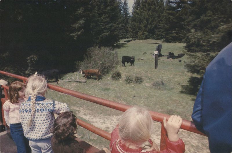 Super Skunk Train Observation Car and Grazing Cattle Fort Bragg California