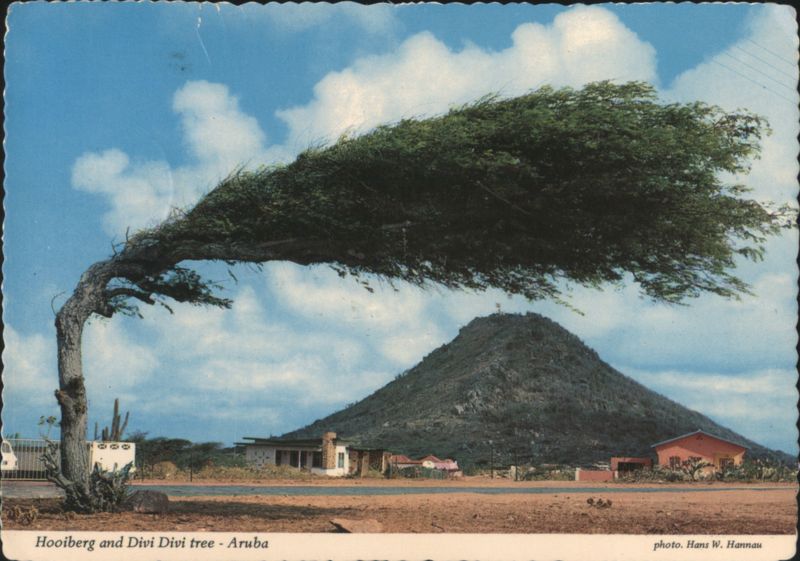 Hooiberg and Divi Divi Tree with Mount Hooiberg Aruba