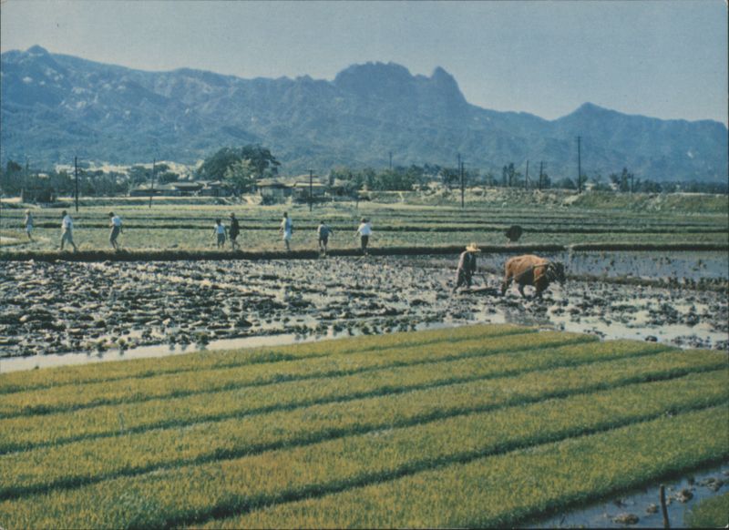 Rice Planting with Ox and Mountains Korea