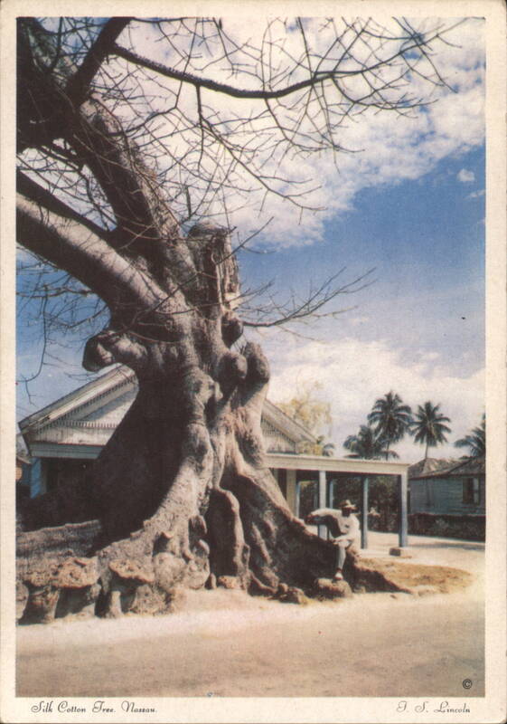 Silk Cotton Tree 'Over the Hill' Nassau Bahamas F. S. Lincoln