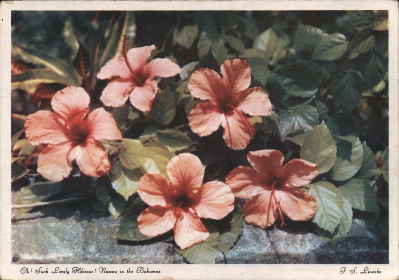 Lovely Pink Hibiscus Flowers, Nassau Bahamas F. S. Lincoln
