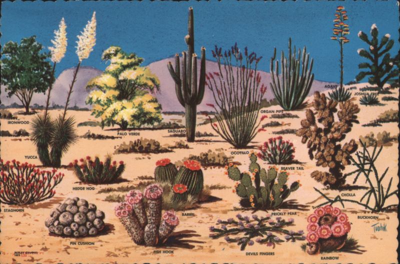 Cacti and Desert Flora of the Great Southwest Larry Toschik
