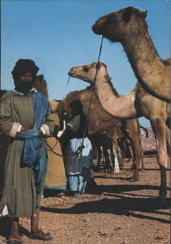 Berber Man with Camels in the Desert Morocco