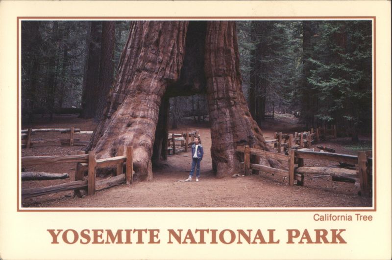 California Tree with 1895 Tunnel, Mariposa Grove Yosemite National Park