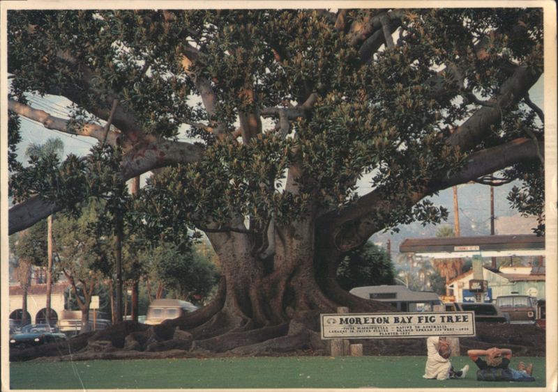 Historic Moreton Bay Fig Tree on Chapala Street Santa Barbara California