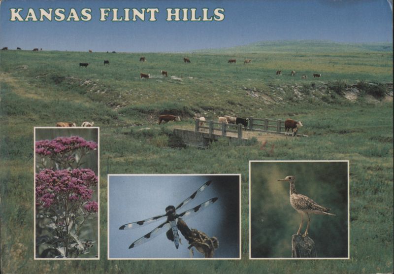 Kansas Flint Hills with Cattle, Wildflowers and Wildlife