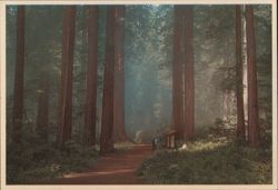 Misty Morning in California's Giant Redwood Forest Postcard