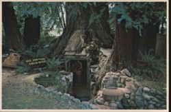 Eternal Tree House, Avenue of the Giants, Redcrest Postcard
