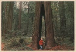 Goose Pen Redwood Tree with Person Inside Postcard