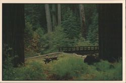 Picnicking with Giants, Northern California Redwoods Postcard