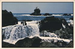 Rock Hopping and Tide Pool Exploring Postcard