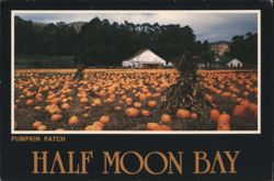 Pumpkin Patch with White Barn and Trees Postcard
