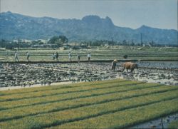 Rice Planting with Ox and Mountains Postcard