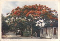 Royal Poinciana Tree and Horse-Drawn Carriage Postcard