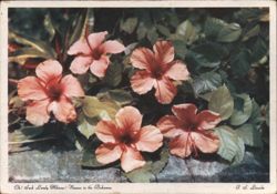 Lovely Pink Hibiscus Flowers, Nassau Postcard